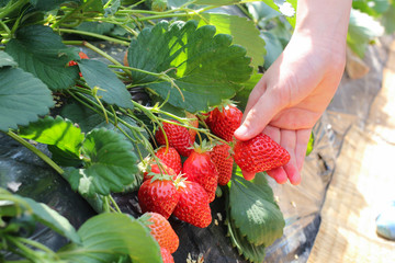 Fruits Picking (Including Strawberry Picking, etc.)